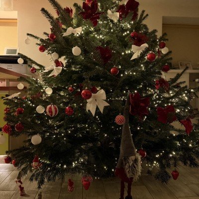 Daniškas kalėdinis kėnis, aukščiausia rūšis.