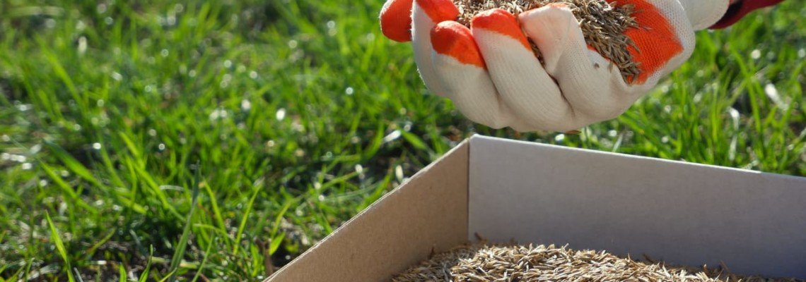 Vejos sėjimas: nuo dirvos paruošimo iki pirmo pjovimo