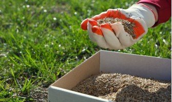 Vejos sėjimas: nuo dirvos paruošimo iki pirmo pjovimo